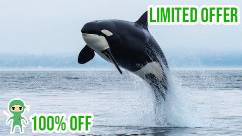 Free Coupon Formation Orcaflex pour débutants/étudiants/Ingénieurs