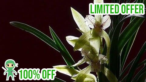 Free Coupon 郭丙端国画水墨画兰花课程 Chinese Ink Painting-Orchid Course by Bingduan